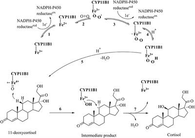 <mark class="highlighted">Pharmacophore</mark> Modeling and in Silico/in Vitro Screening for Human Cytochrome P450 11B1 and Cytochrome P450 11B2 Inhibitors